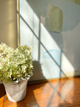 Load image into Gallery viewer, 'Limelight'